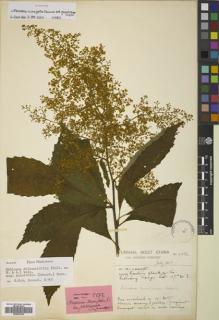 Type specimen at Edinburgh (E). Forrest, George: 6086. Barcode: E00833790.