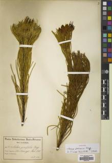 Type specimen at Edinburgh (E). Schlechter, Friedrich: 7254. Barcode: E00833799.
