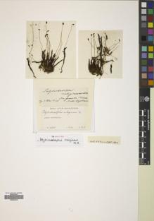 Type specimen at Edinburgh (E). Weir, J.: 211. Barcode: E00833918.