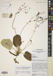 Type specimen at Edinburgh (E). Wong, K.: 2864. Barcode: E00833919.