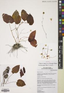Type specimen at Edinburgh (E). Moonlight, Peter; Daza, Aniceto: 158. Barcode: E00833930.