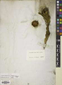 Type specimen at Edinburgh (E). Drège, Jean: . Barcode: E00833936.