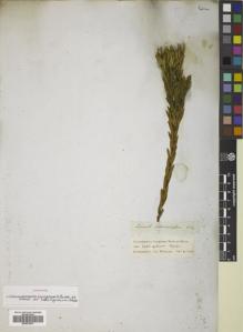Type specimen at Edinburgh (E). Drège, Jean: . Barcode: E00833937.