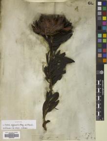 Type specimen at Edinburgh (E). Drège, Jean: . Barcode: E00833939.