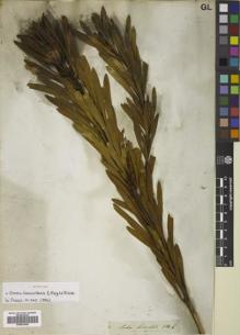 Type specimen at Edinburgh (E). Drège, Jean: . Barcode: E00833940.