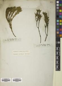 Type specimen at Edinburgh (E). Drège, Jean: 8040. Barcode: E00833942.