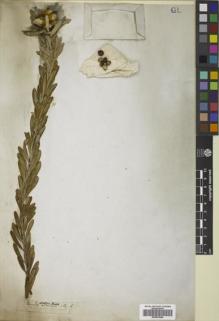 Type specimen at Edinburgh (E). Drège, Jean: . Barcode: E00833944.