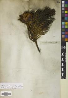 Type specimen at Edinburgh (E). Drège, Jean: . Barcode: E00833945.