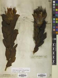 Type specimen at Edinburgh (E). Drège, Jean: . Barcode: E00833947.