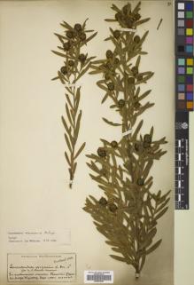 Type specimen at Edinburgh (E). Macowan, Peter: . Barcode: E00833950.