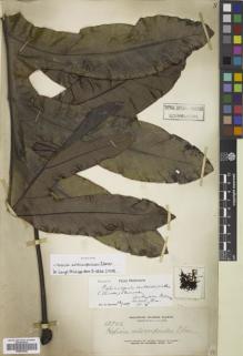 Type specimen at Edinburgh (E). Elmer, Adolph: 12946. Barcode: E00833955.