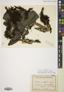 Type specimen at Edinburgh (E). Clemens, Mary: 1693. Barcode: E00833956.