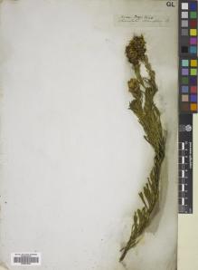 Type specimen at Edinburgh (E). Drège, Jean: . Barcode: E00833963.