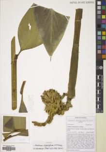 Type specimen at Edinburgh (E). Droop, A.: 153. Barcode: E00834360.