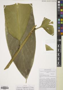 Type specimen at Edinburgh (E). Droop, A.: 153. Barcode: E00834361.