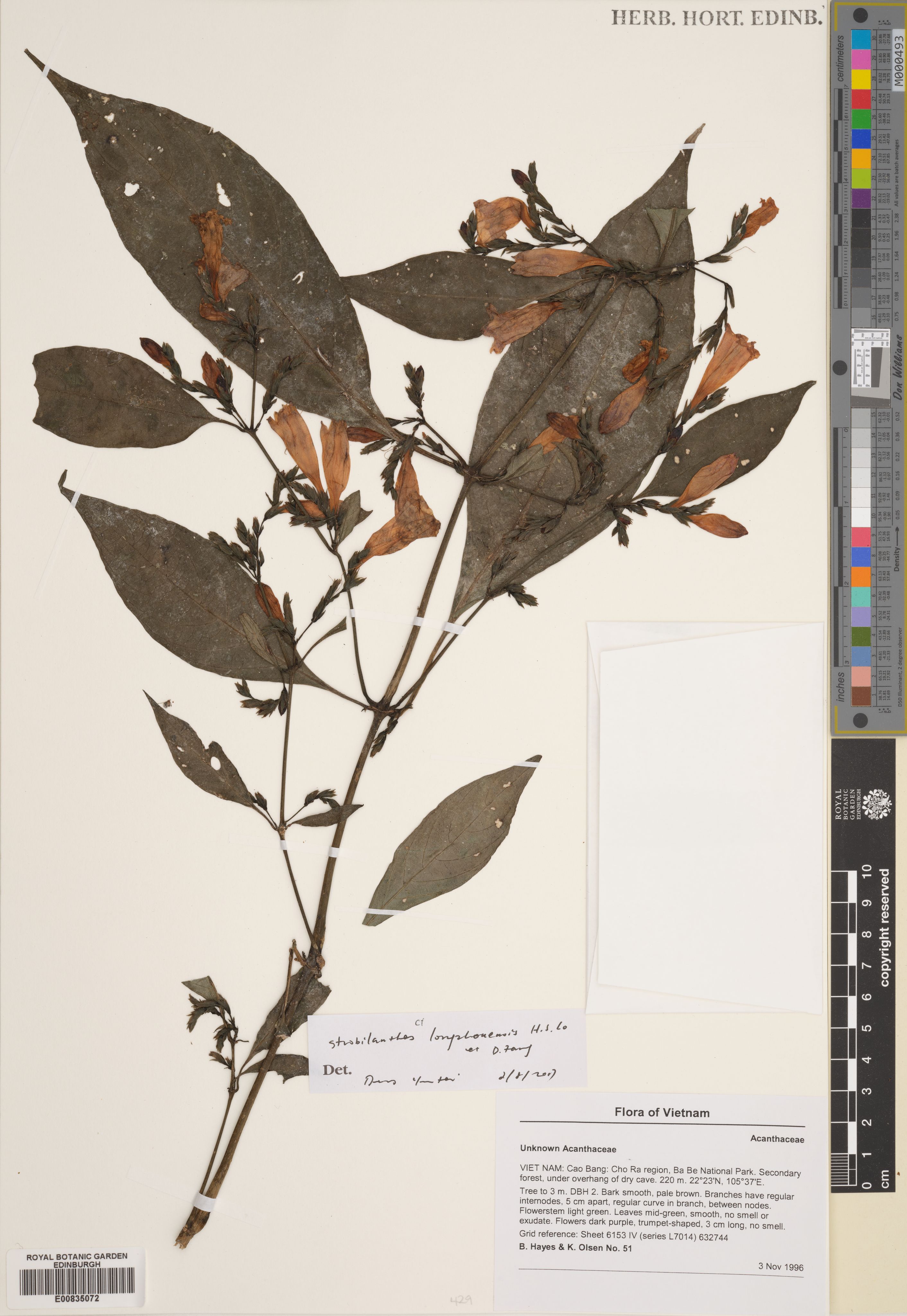 Strobilanthes longzhouensis — ảnh 2