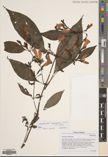 Strobilanthes longzhouensis — ảnh 3