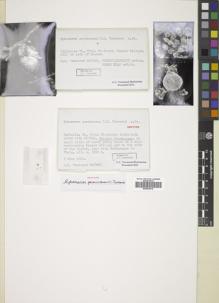 Type specimen at Edinburgh (E). Townsend, Clifford: 80/266. Barcode: E00835219.