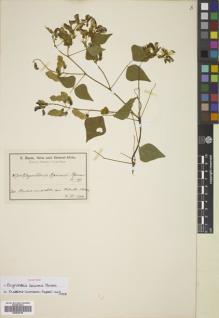 Type specimen at Edinburgh (E). Baum, Hugo: 764. Barcode: E00836709.