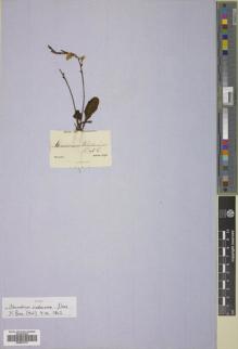 Type specimen at Edinburgh (E). Sellow, Friedrich: . Barcode: E00837213.