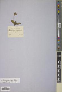 Type specimen at Edinburgh (E). Sellow, Friedrich: . Barcode: E00837215.