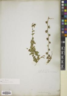 Type specimen at Edinburgh (E). Wallich, Nathaniel: 2498B. Barcode: E00837248.