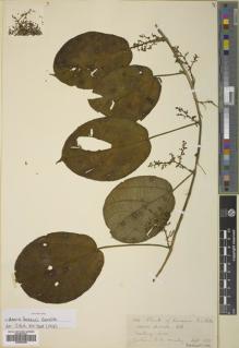 Type specimen at Edinburgh (E). Bates, George: 364. Barcode: E00839308.