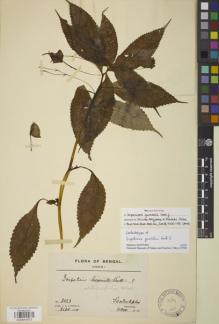 Type specimen at Edinburgh (E). Gamble, James: 8423. Barcode: E00841613.