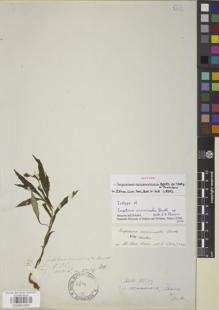 Type specimen at Edinburgh (E). Wallich, Nathaniel: 4754. Barcode: E00841624.