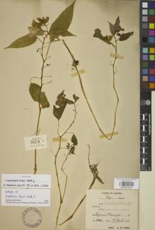 Type specimen at Edinburgh (E). Lace, John: 2881. Barcode: E00841625.