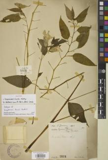 Type specimen at Edinburgh (E). Lace, John: 2881. Barcode: E00841626.