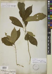 Type specimen at Edinburgh (E). Wallich, Nathaniel: 4753. Barcode: E00841627.