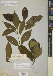 Type specimen at Edinburgh (E). Hooker, Joseph; Thomson, Thomas: . Barcode: E00841628.