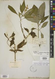 Type specimen at Edinburgh (E). Hooker, Joseph; Thomson, Thomas: . Barcode: E00841629.