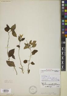 Type specimen at Edinburgh (E). Gomez, W.: 7275. Barcode: E00841634.