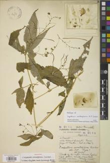 Type specimen at Edinburgh (E). Forrest, George: 9144. Barcode: E00841637.