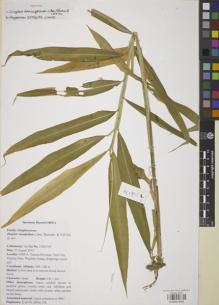 Type specimen at Edinburgh (E). Bai, L.: 13082701. Barcode: E00841640.