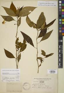 Type specimen at Edinburgh (E). Buchanan-Hamilton, Francis: 638. Barcode: E00841644.