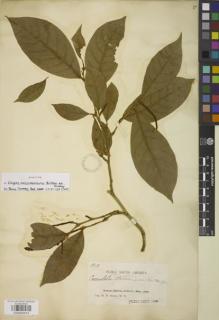 Type specimen at Edinburgh (E). Rusby, Henry: 1918. Barcode: E00842913.