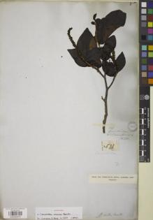 Type specimen at Edinburgh (E). Schomburgk, Robert: 531. Barcode: E00842974.