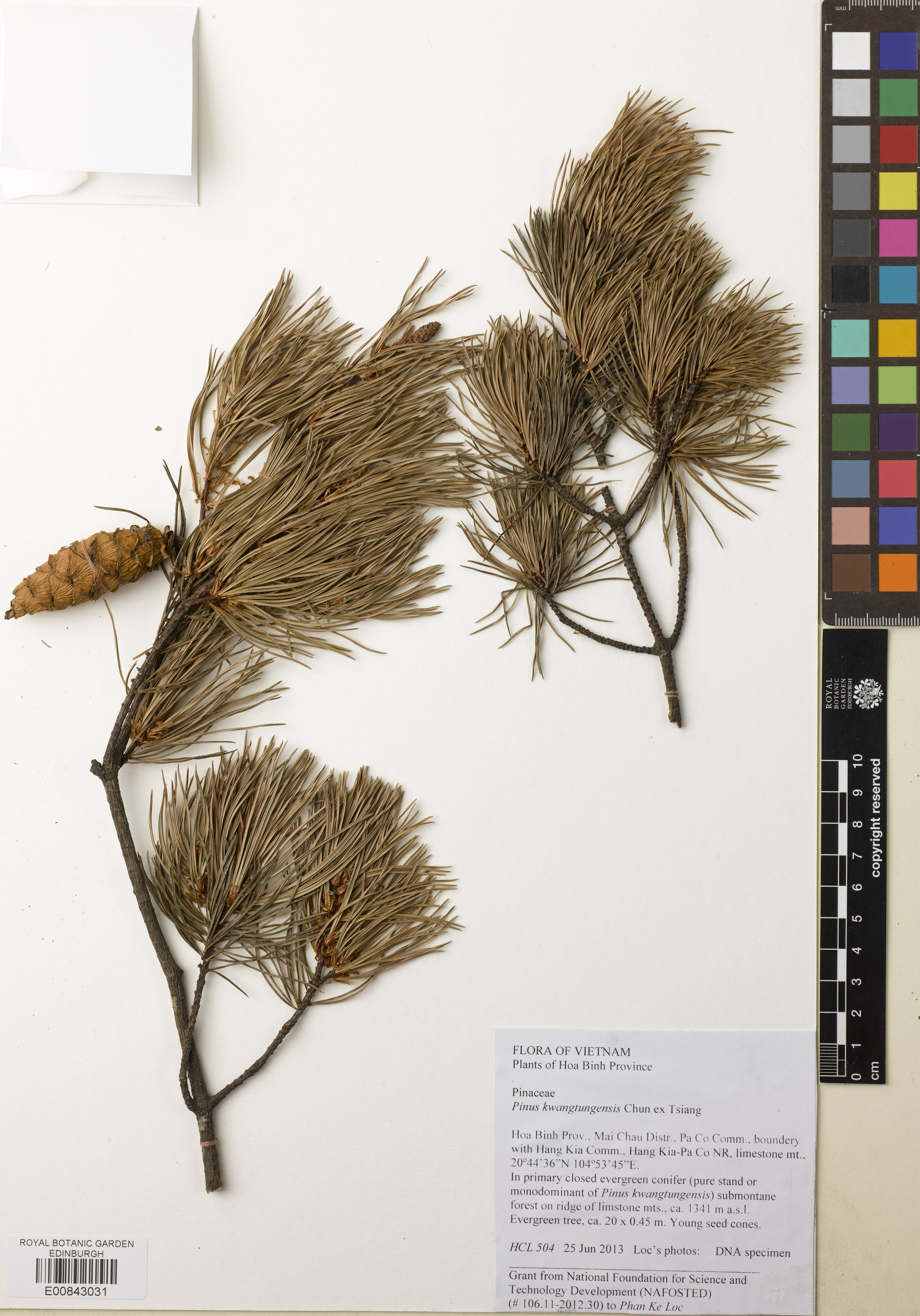 Pinus fenzeliana — ảnh 3