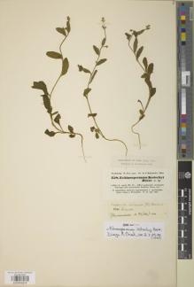 Type specimen at Edinburgh (E). Kotschy, Carl (Karl): 258. Barcode: E00843816.