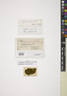 Type specimen at Edinburgh (E). Dusén, Per: 432. Barcode: E00844091.