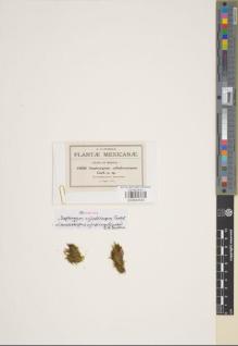 Type specimen at Edinburgh (E). Pringle, Cyrus: 10606. Barcode: E00844334.