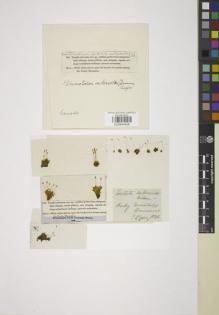 Type specimen at Edinburgh (E). Drummond, Thomas: 145. Barcode: E00844426.