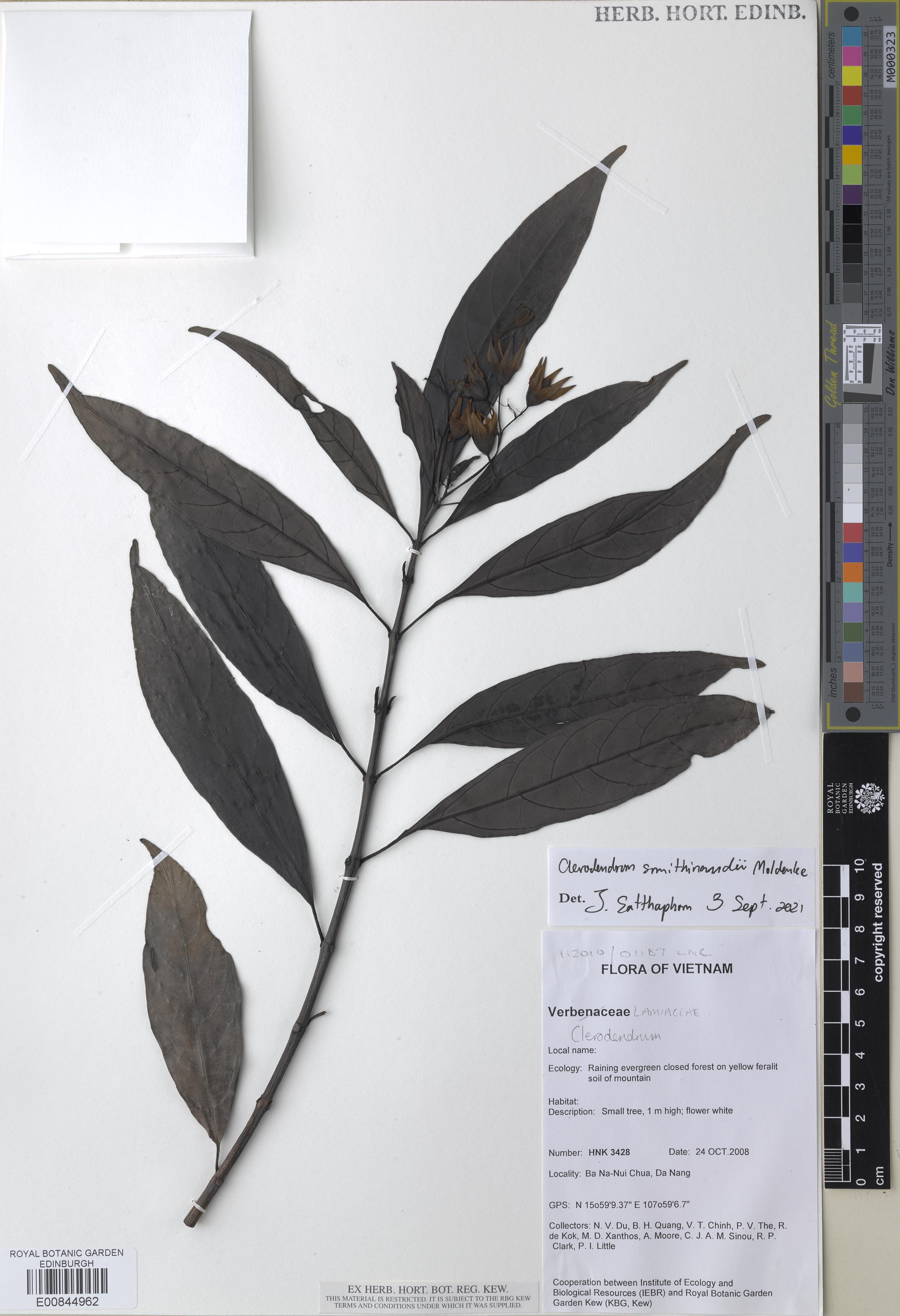 Clerodendrum smitinandii — ảnh 2