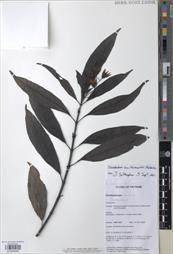 Clerodendrum smitinandii — ảnh 3
