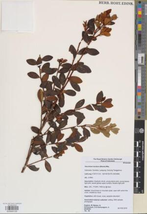 Vaccinium lucidum (Vaccinium lucidum)