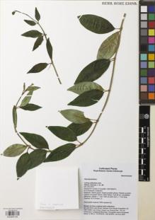 Type specimen at Edinburgh (E). Atkins, Hannah: 80. Barcode: E00845140.