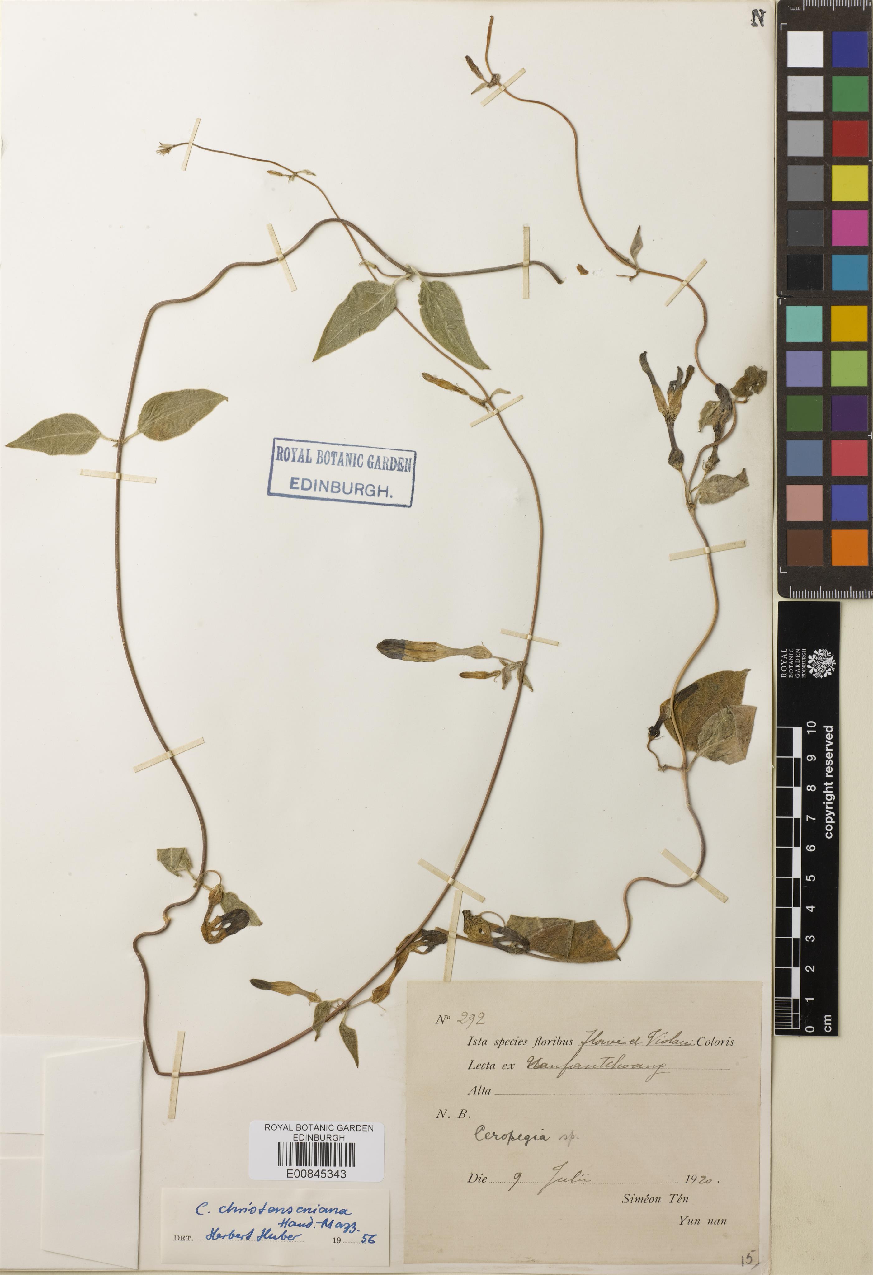 Ceropegia christenseniana
